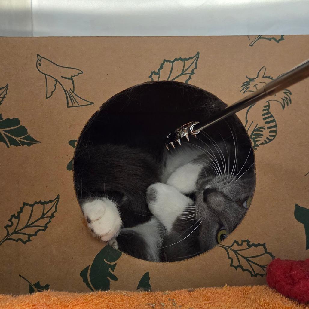 Enlarge Smokey, a Adoptable Domestic Short Hair in Bristol, IN image 3/6