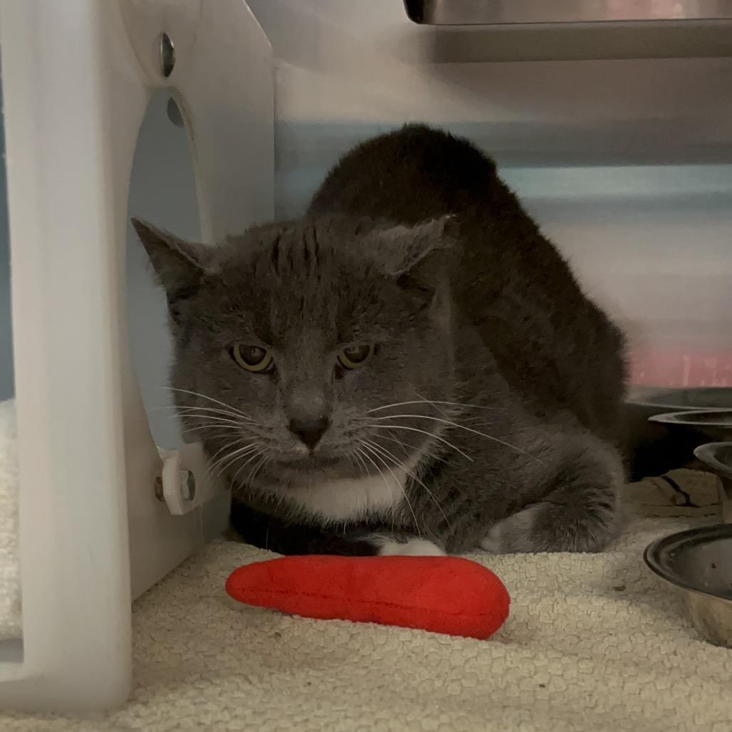 Enlarge Smokey- Rodent responder, adoption fees waived!, a Adoptable Domestic Short Hair in Bristol, IN image 2/4