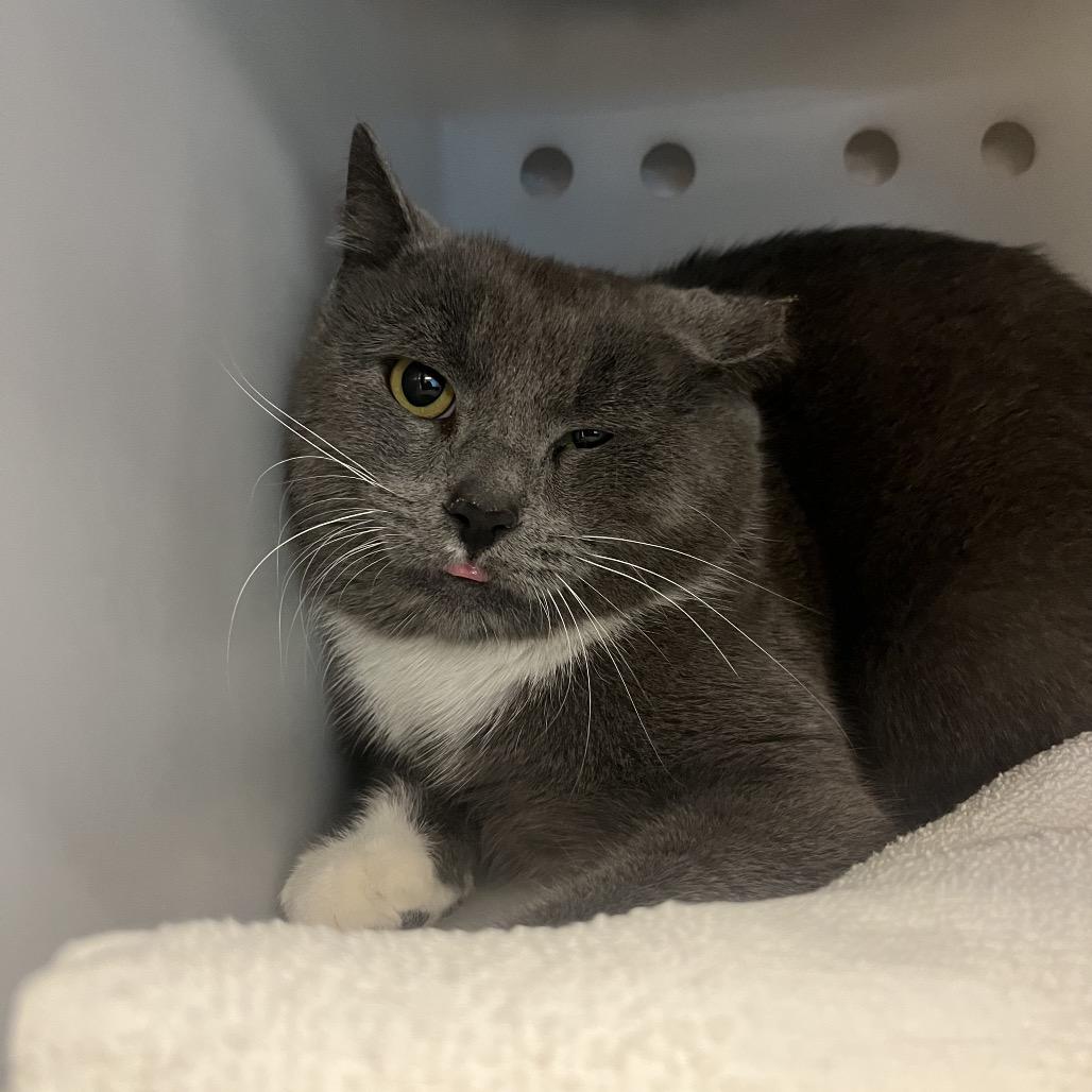 Enlarge Smokey- Rodent responder, adoption fees waived!, a Adoptable Domestic Short Hair in Bristol, IN image 3/4