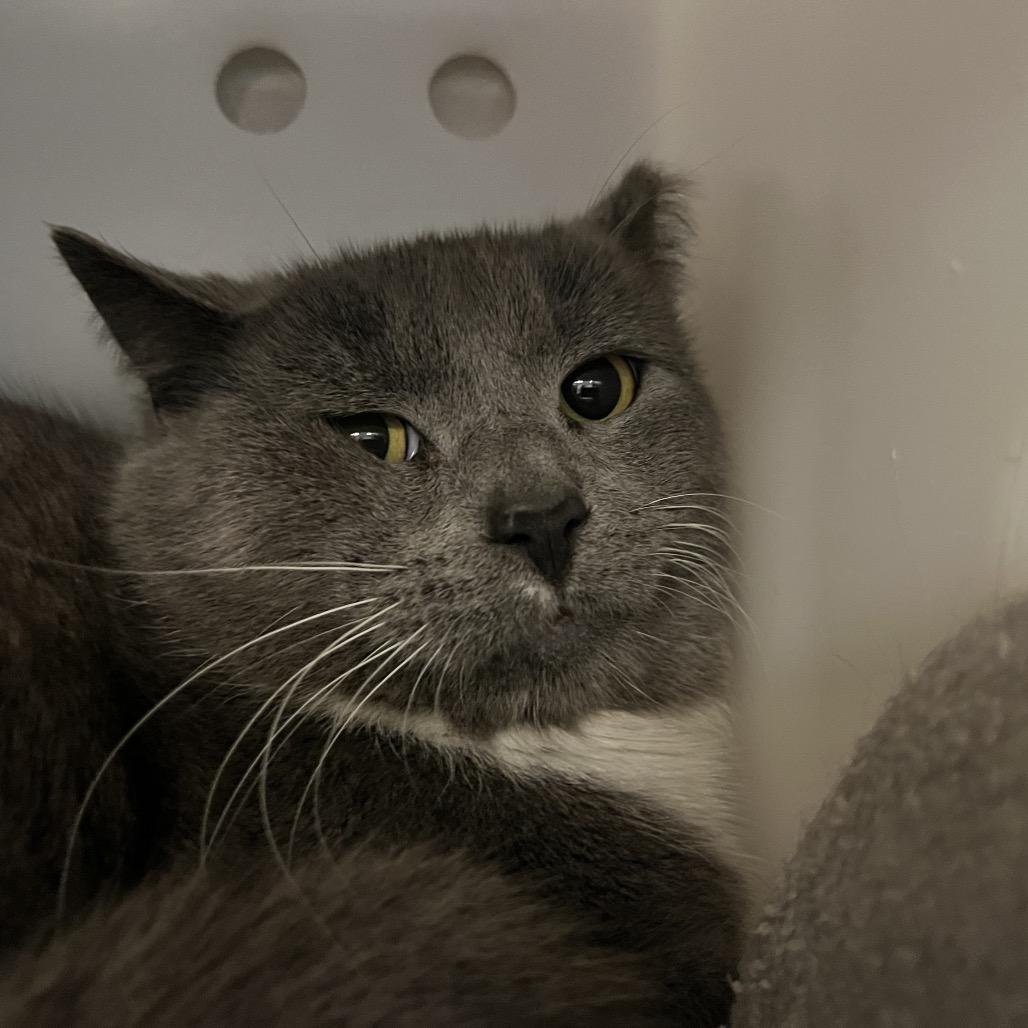 Smokey — thumbnail 2