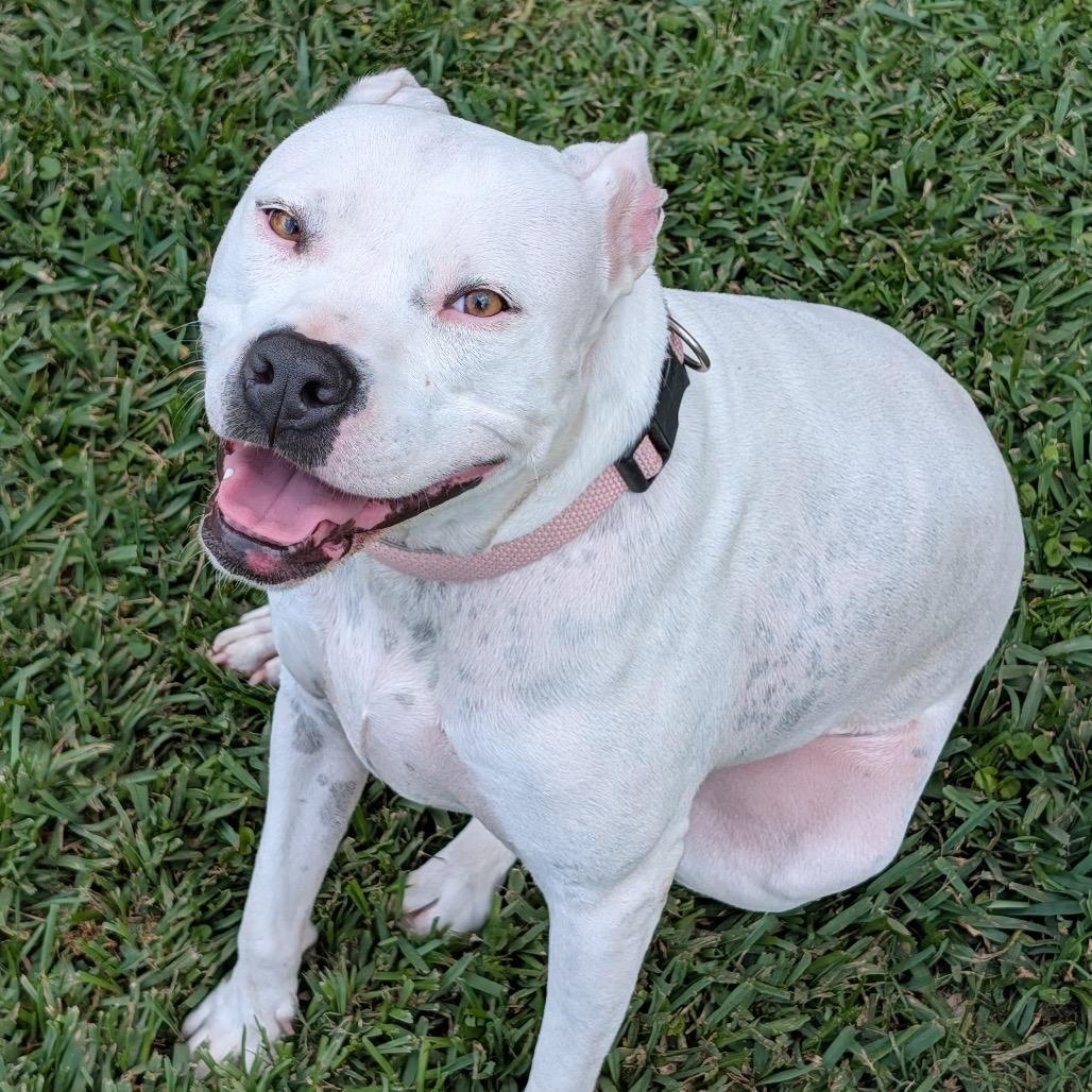 Enlarge Luna, a Adoptable Pit Bull Terrier in Dallas, TX image 1/6