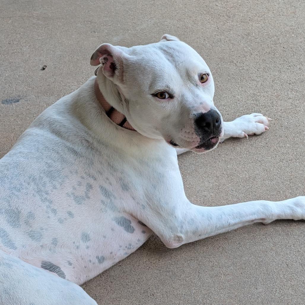 Enlarge Luna, a Adoptable Pit Bull Terrier in Dallas, TX image 2/6
