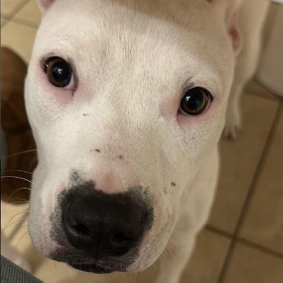 Enlarge Luna, a Adoptable Pit Bull Terrier in Dallas, TX image 3/6