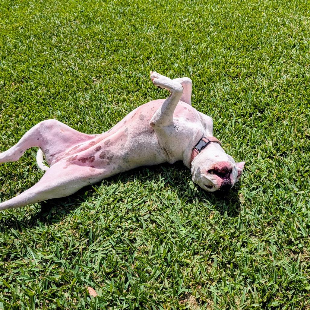 Enlarge Luna, a Adoptable Pit Bull Terrier in Dallas, TX image 4/6