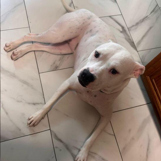 Enlarge Luna, a Adoptable Pit Bull Terrier in Dallas, TX image 5/6