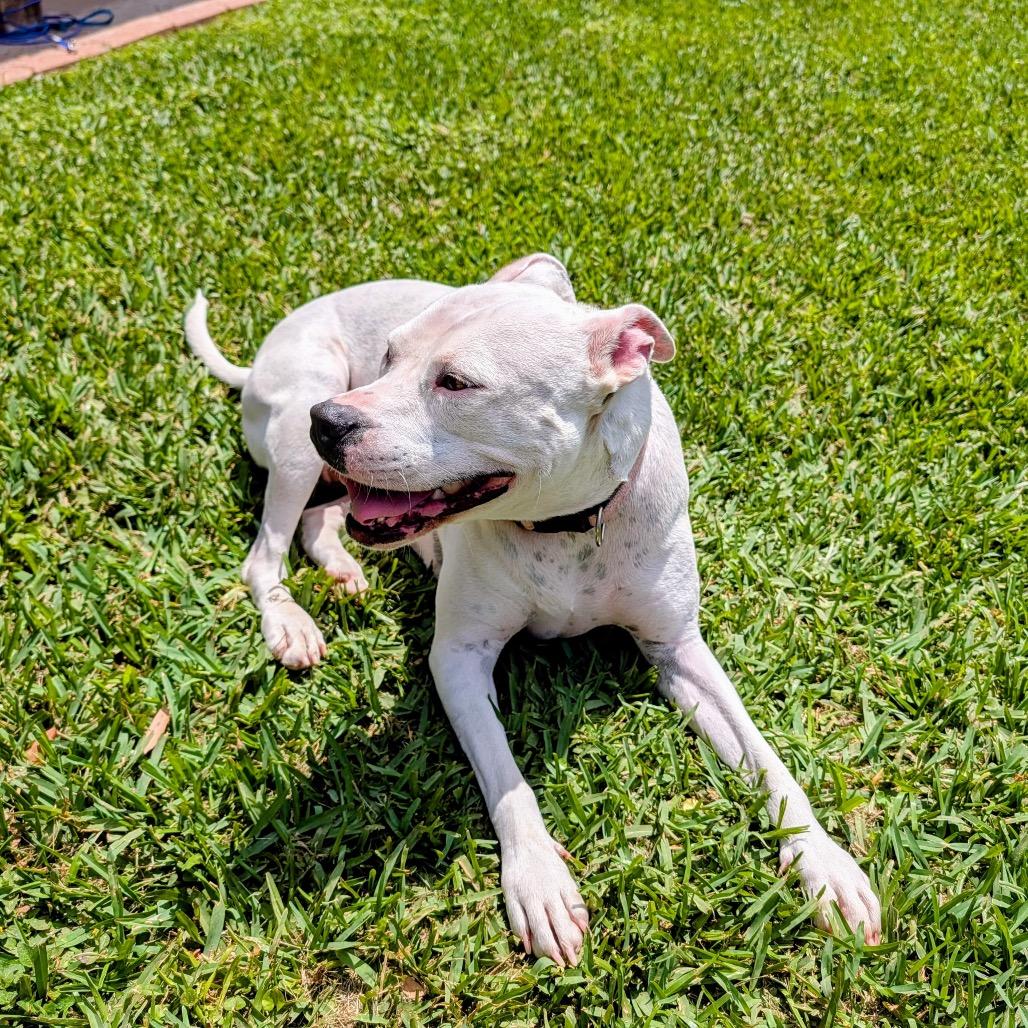 Enlarge Luna, a Adoptable Pit Bull Terrier in Dallas, TX image 6/6