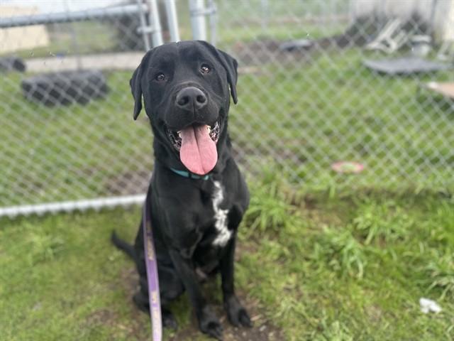LUKE, Adoptable, Adult Male Labrador Retriever & Mixed Breed.