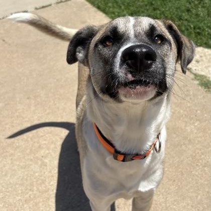 Enlarge Kuma, a ADOPTABLE mixed breed in The Colony, TX image 1/5