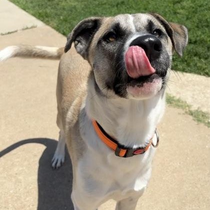 Enlarge Kuma, a ADOPTABLE mixed breed in The Colony, TX image 3/5