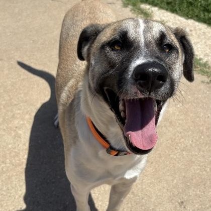 Enlarge Kuma, a ADOPTABLE mixed breed in The Colony, TX image 2/5