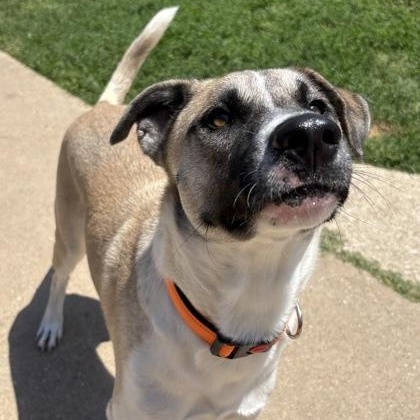 Enlarge Kuma, a ADOPTABLE mixed breed in The Colony, TX image 4/5