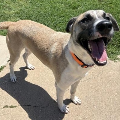 Enlarge Kuma, a ADOPTABLE mixed breed in The Colony, TX image 5/5