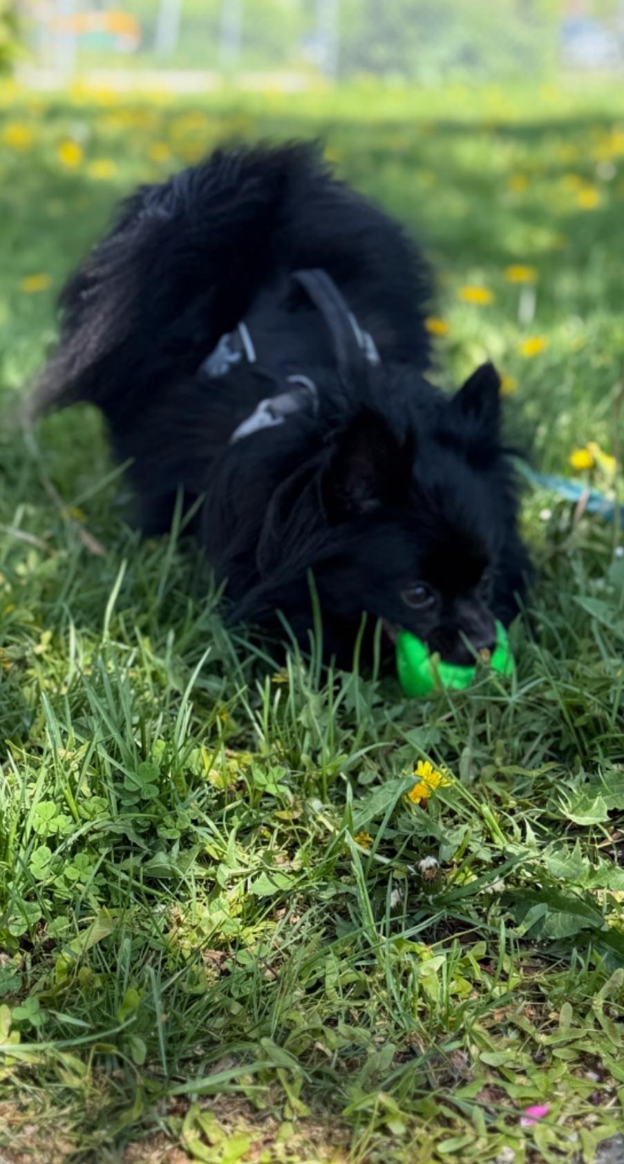 Enlarge Luci, a Adoptable Pomeranian in Toronto, ON image 2/6