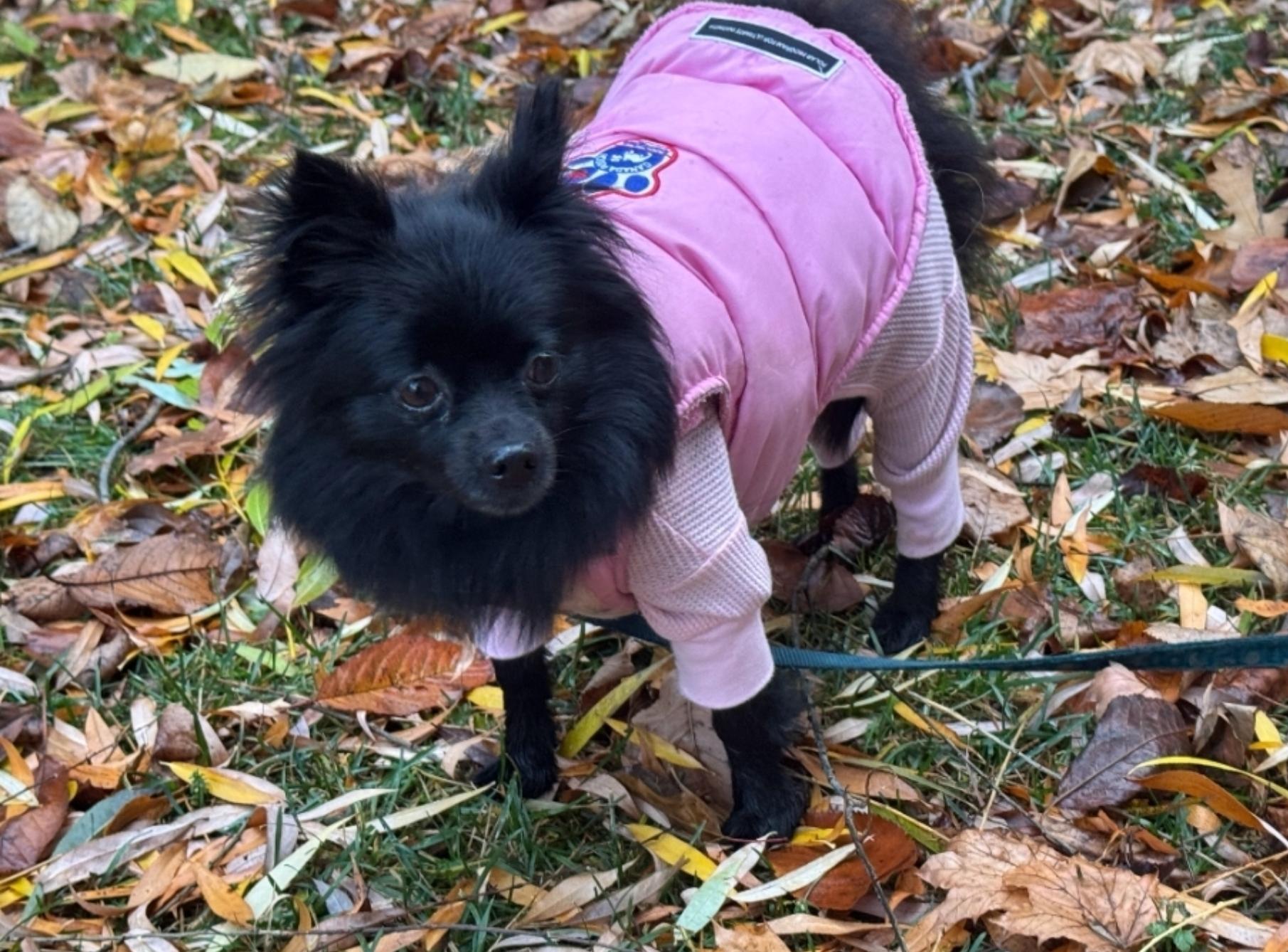 Enlarge Luci, a Adoptable Pomeranian in Toronto, ON image 1/6