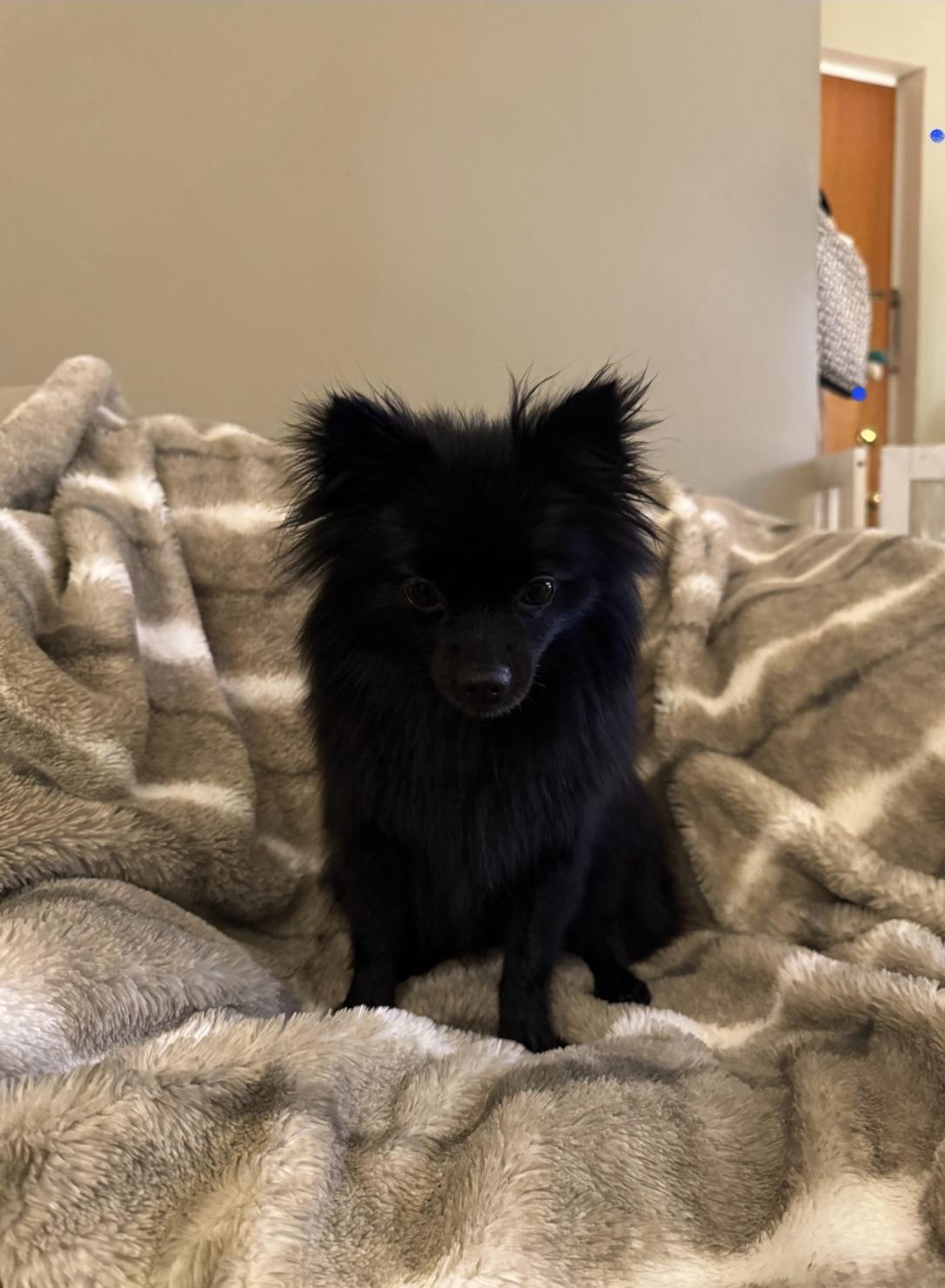 Enlarge Luci, a Adoptable Pomeranian in Toronto, ON image 3/6