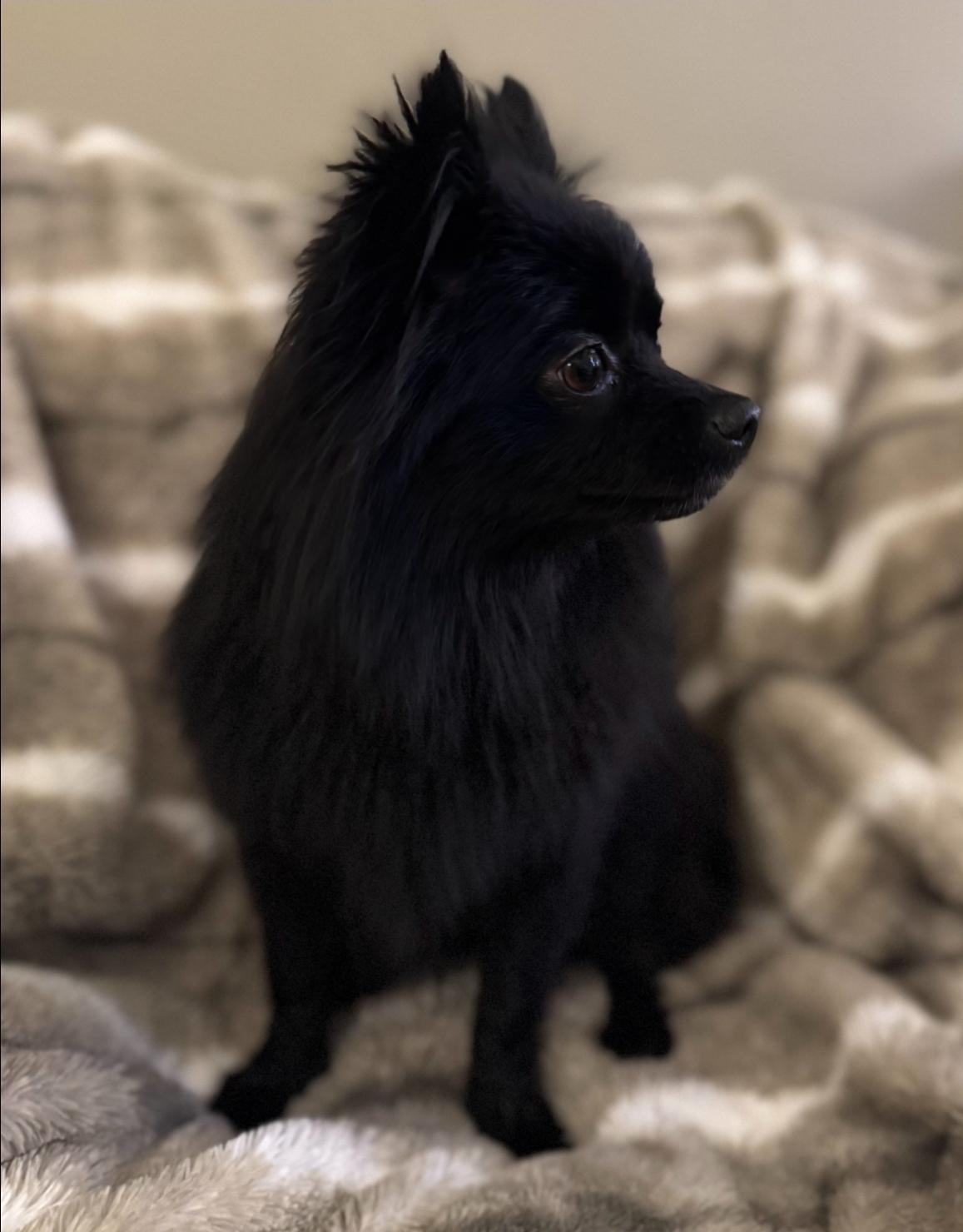 Enlarge Luci, a Adoptable Pomeranian in Toronto, ON image 4/6