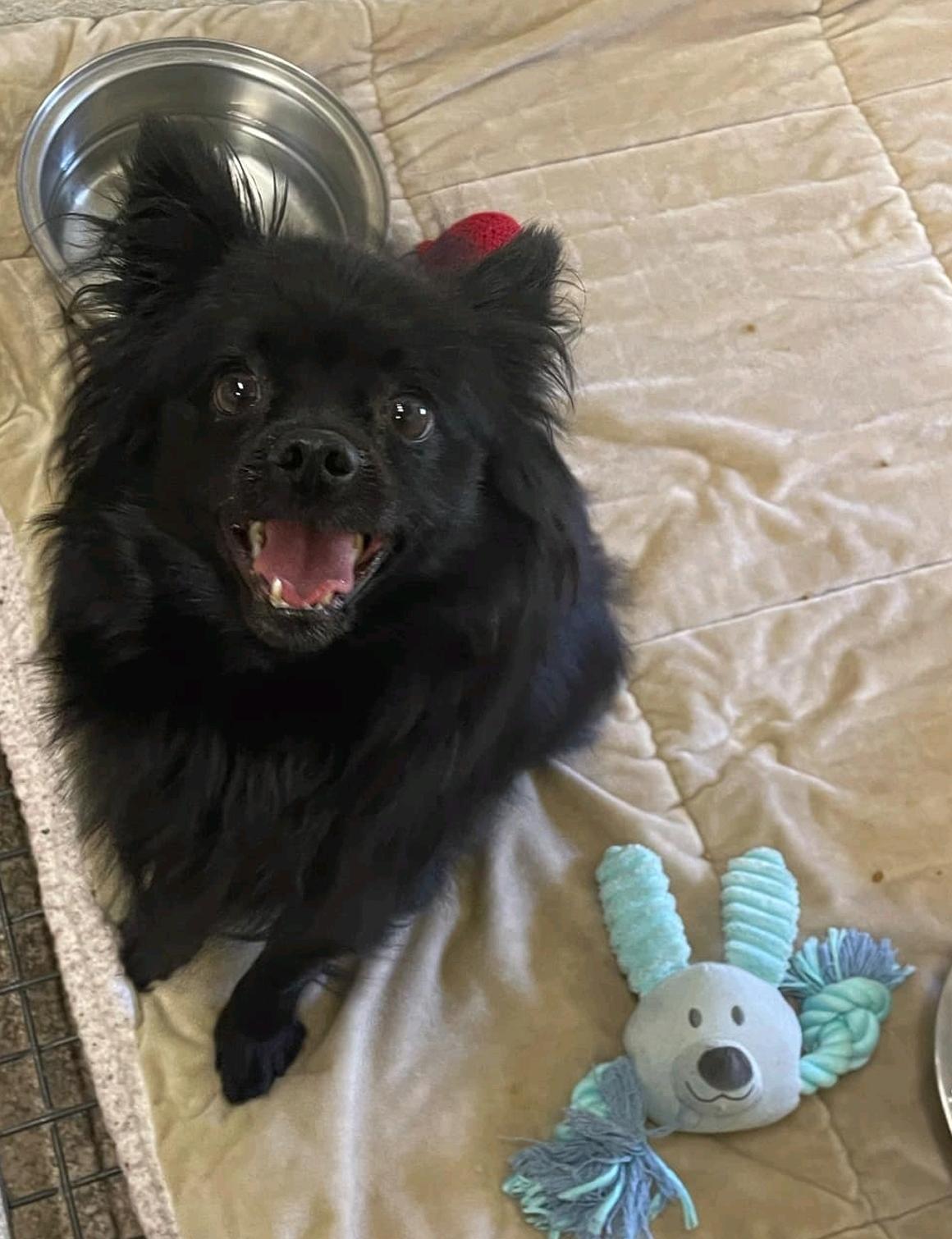 Enlarge Luci, a Adoptable Pomeranian in Toronto, ON image 5/6