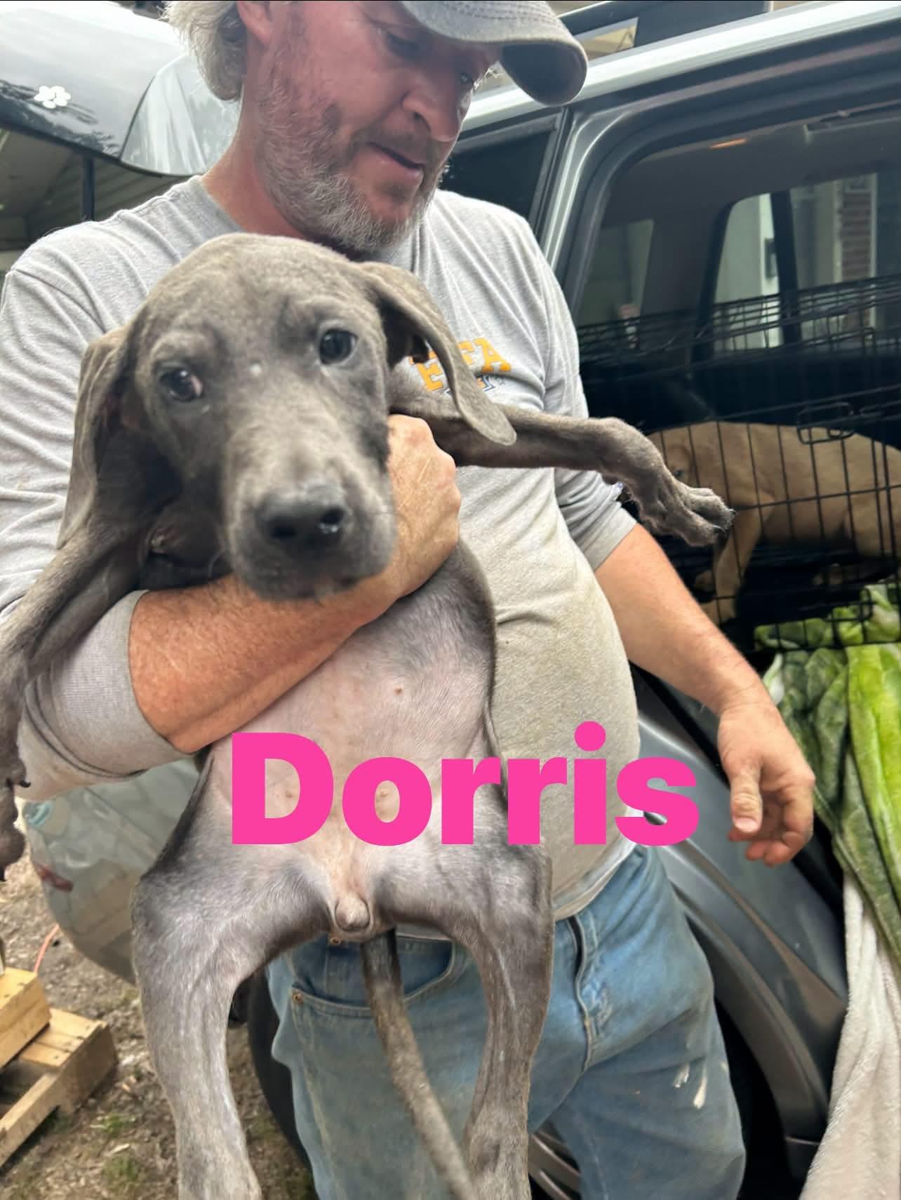Dorris, adopted, Young Female Weimaraner.
