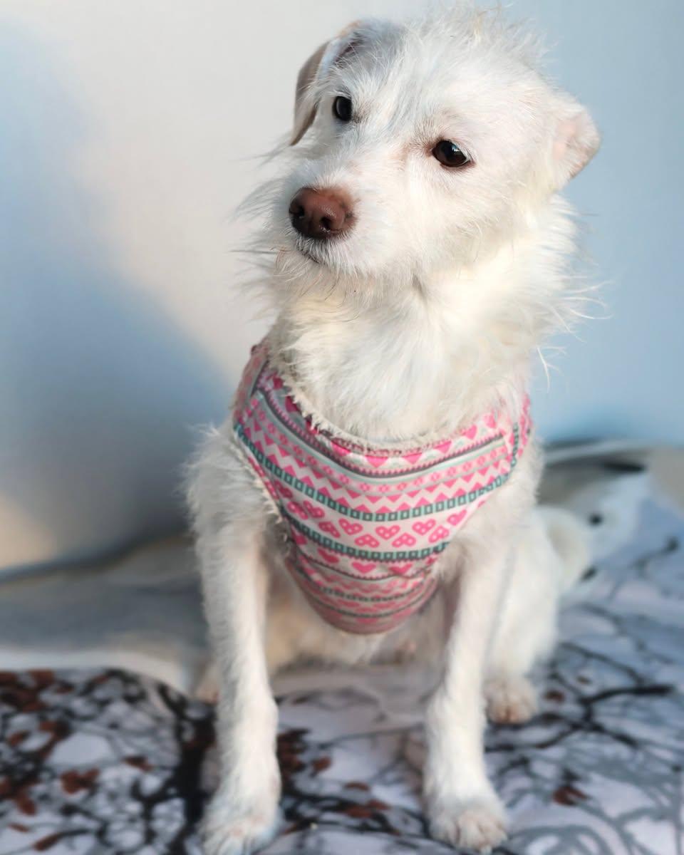 Enlarge Ghost and Coconut, an adopted mixed breed in Glendale, NY image 5/6