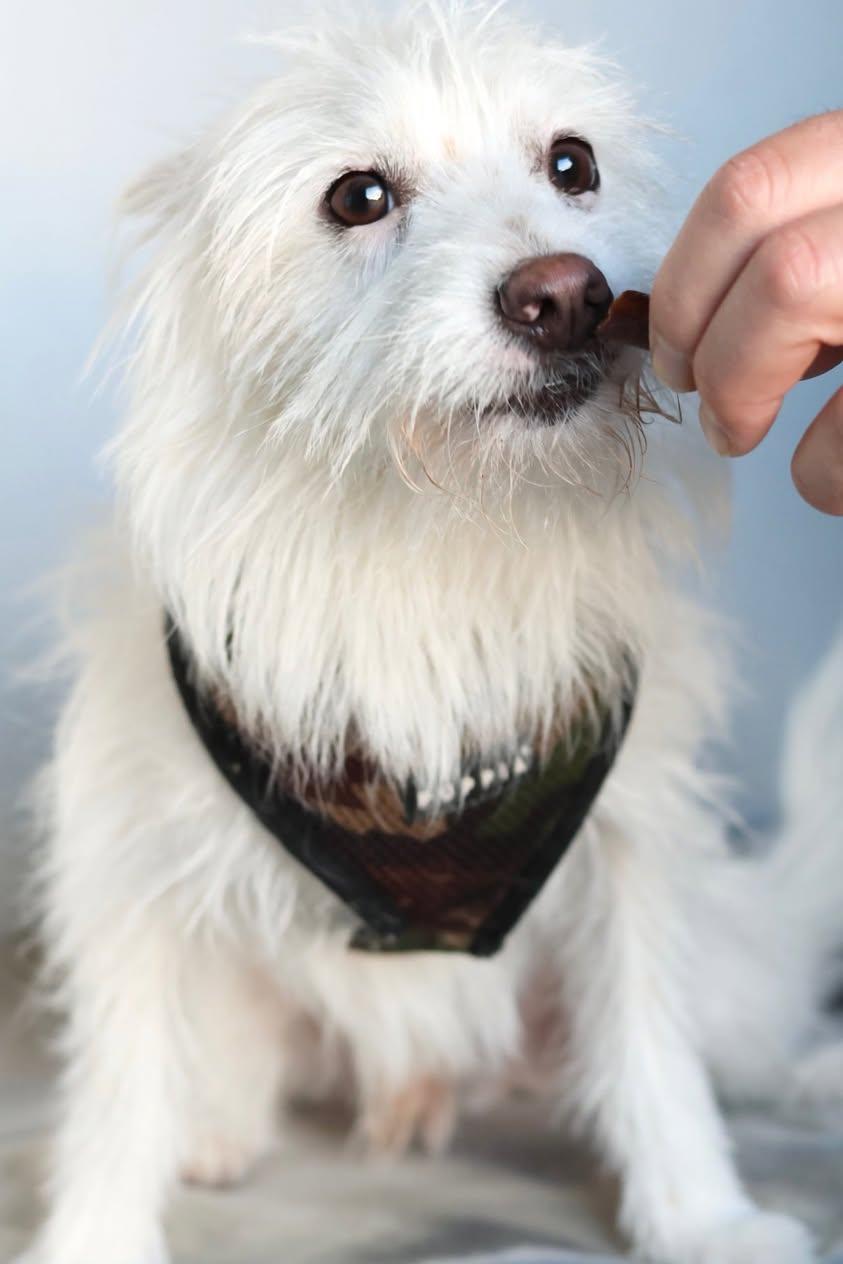 Enlarge Ghost and Coconut, an adopted mixed breed in Glendale, NY image 4/6