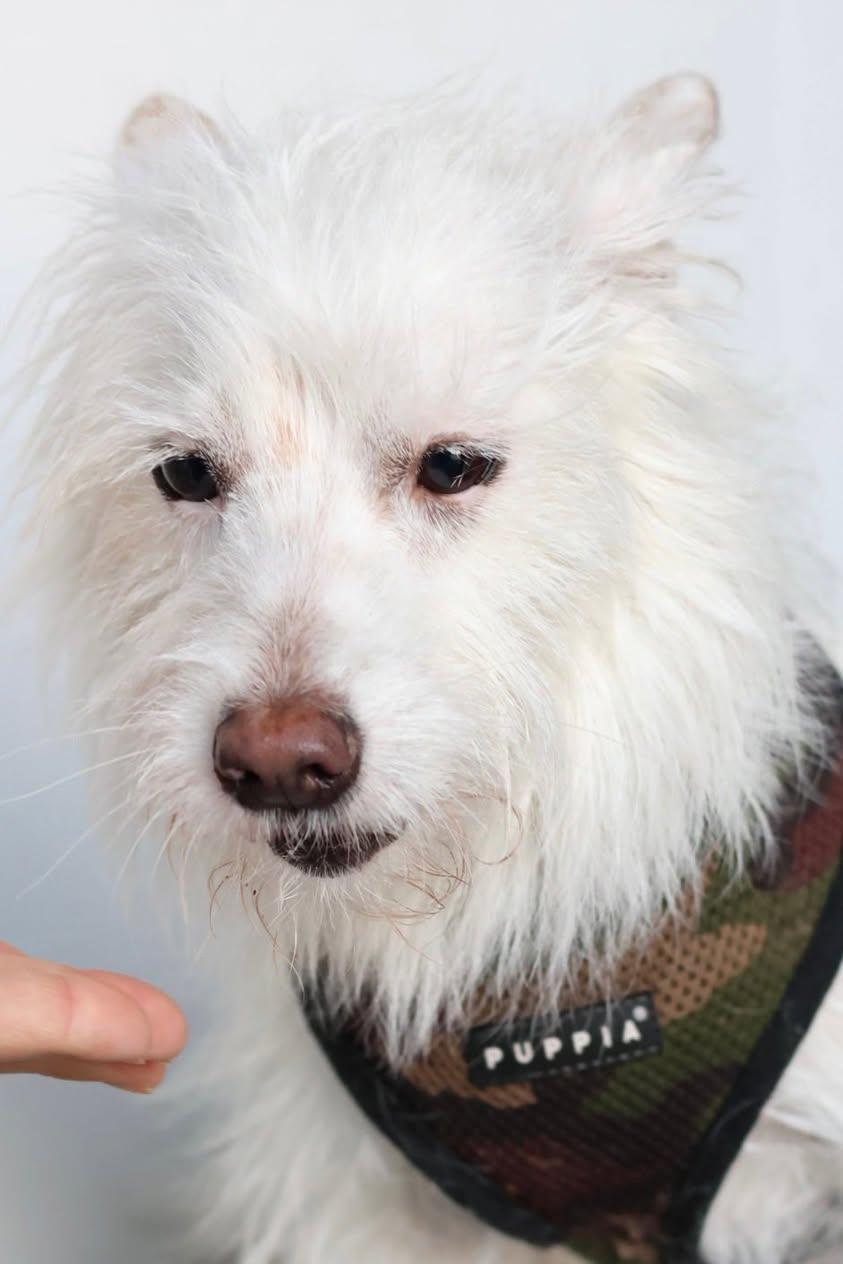 Enlarge Ghost and Coconut, an adopted mixed breed in Glendale, NY image 6/6