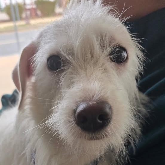 Enlarge Ghost and Coconut, an adopted mixed breed in Glendale, NY image 2/6