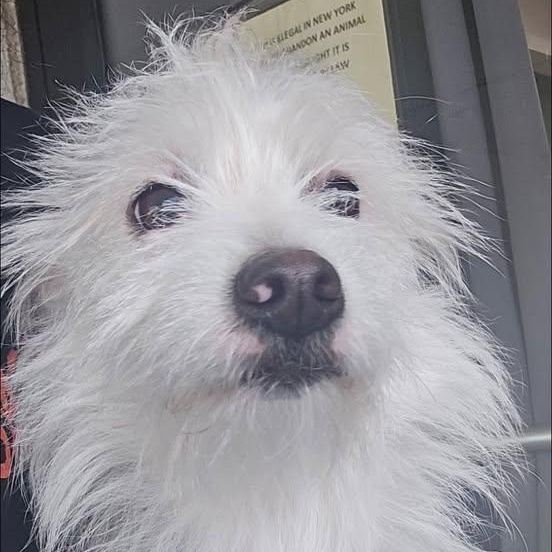 Enlarge Ghost and Coconut, an adopted mixed breed in Glendale, NY image 3/6