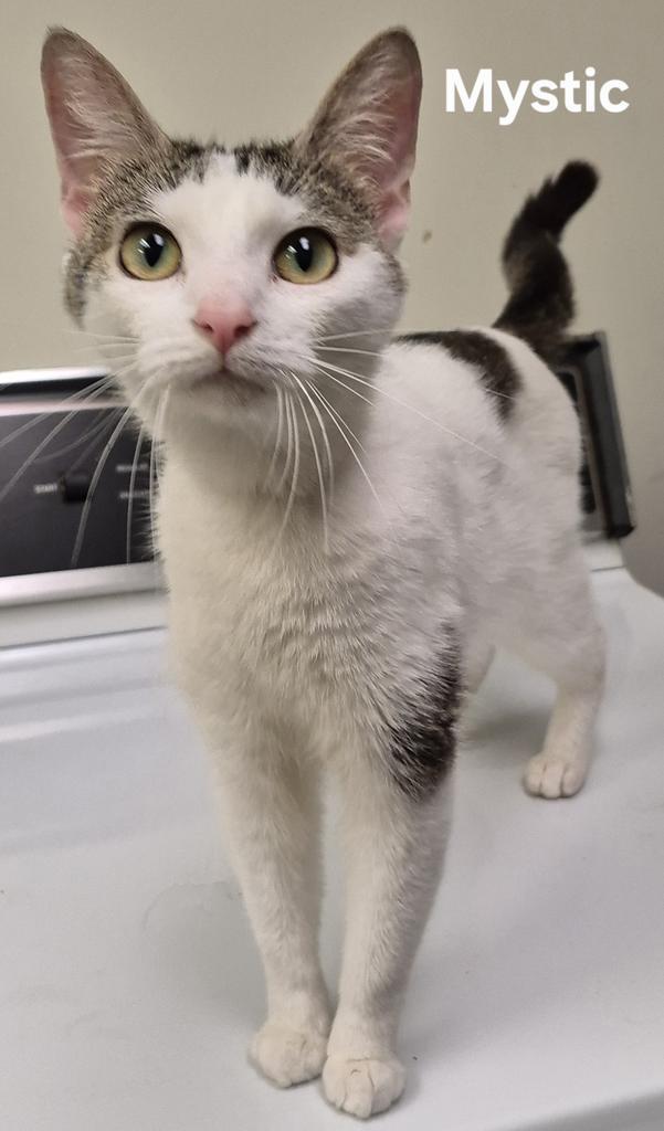 Mystic, Adopted, Young Female Domestic Short Hair.