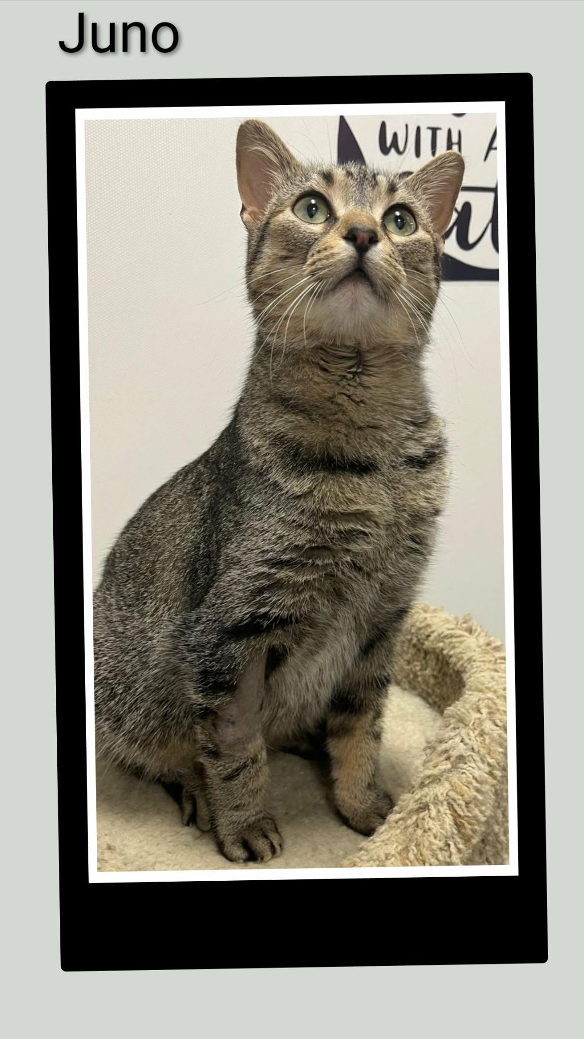 Juno, Adoptable, Young Female Domestic Short Hair.