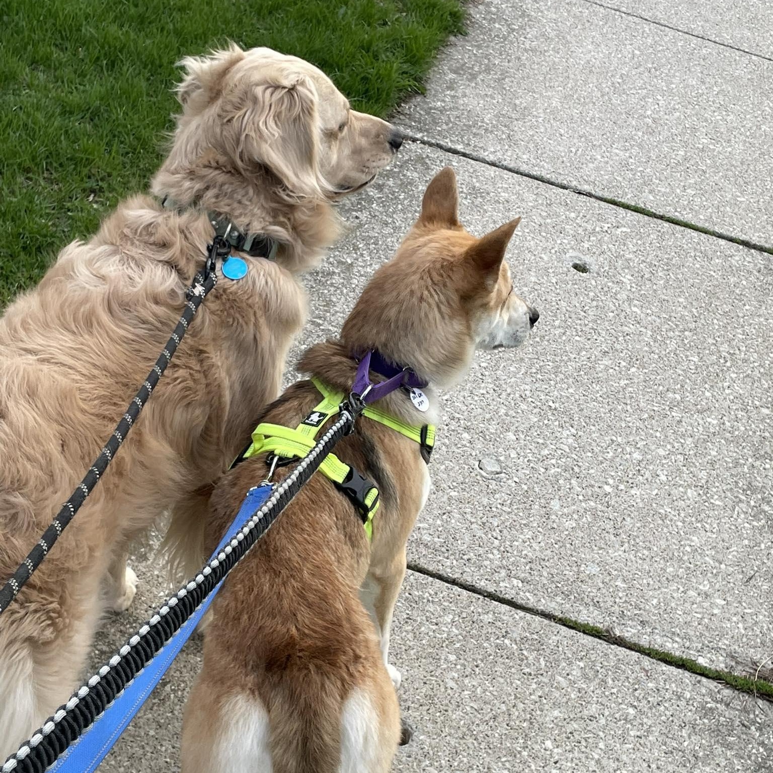 Enlarge Ace, a ADOPTABLE mixed breed in Woodstock, ON image 6/6
