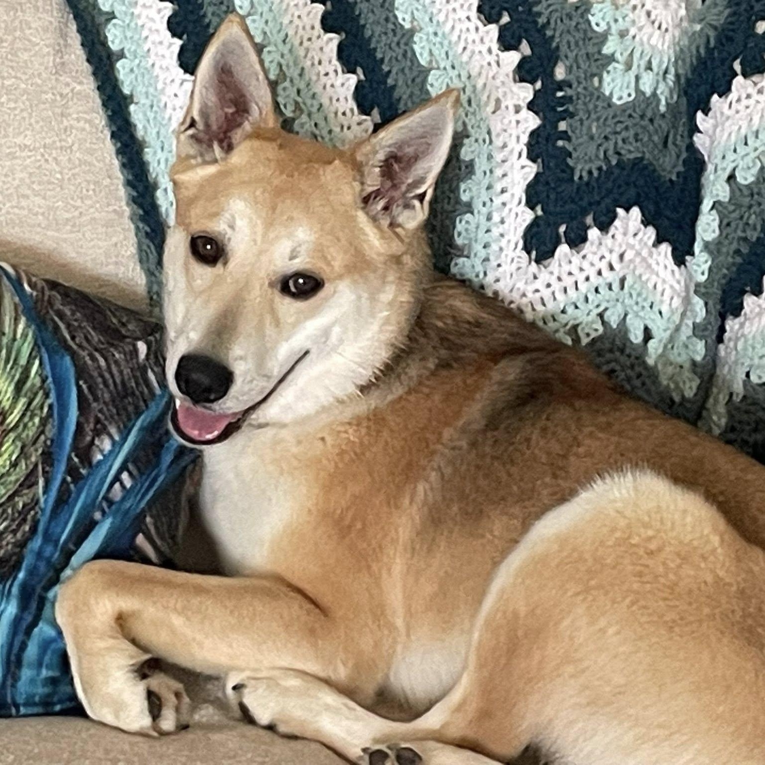 Enlarge Ace, a ADOPTABLE mixed breed in Woodstock, ON image 1/6