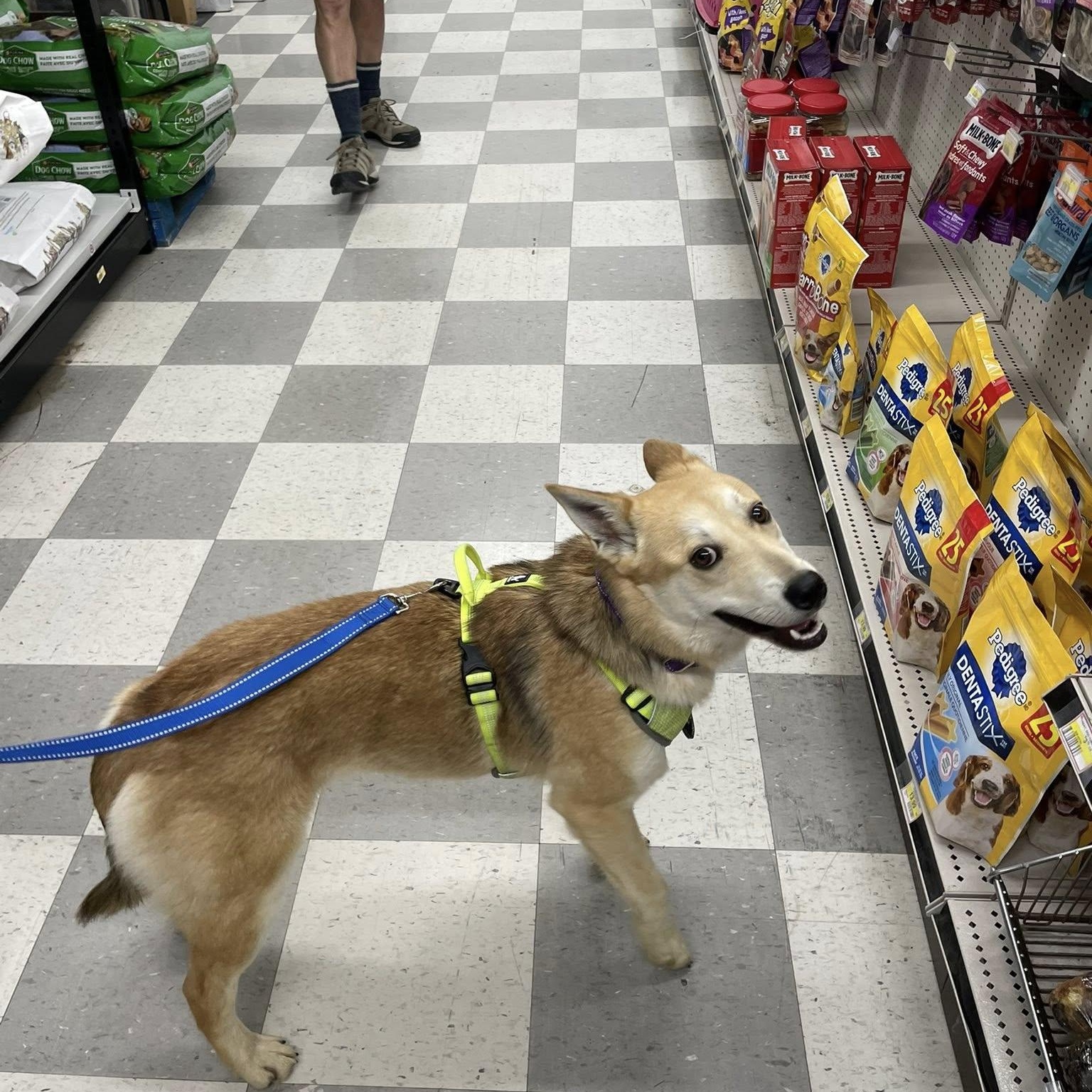 Enlarge Ace, a ADOPTABLE mixed breed in Woodstock, ON image 4/6