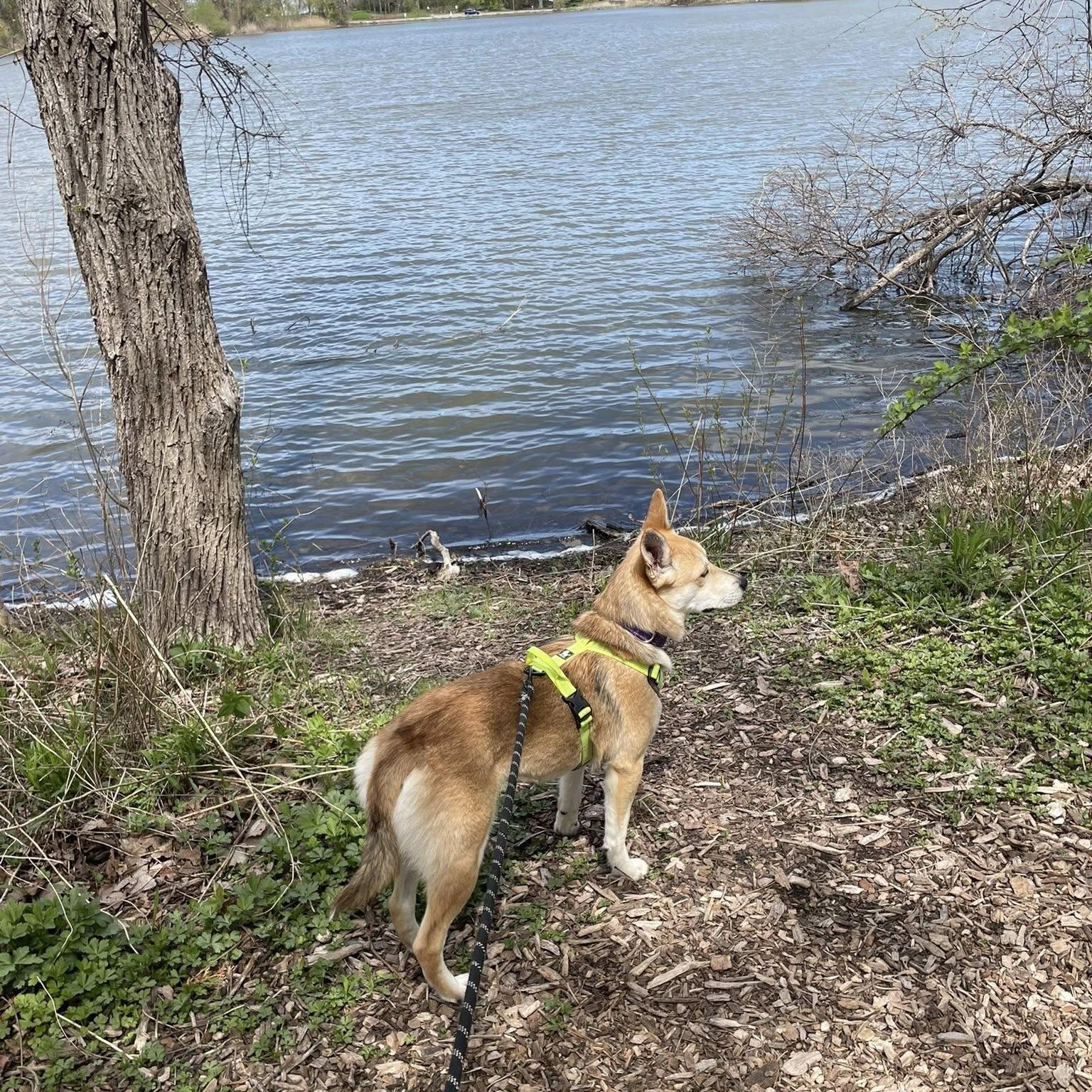 Enlarge Ace, a ADOPTABLE mixed breed in Woodstock, ON image 2/6