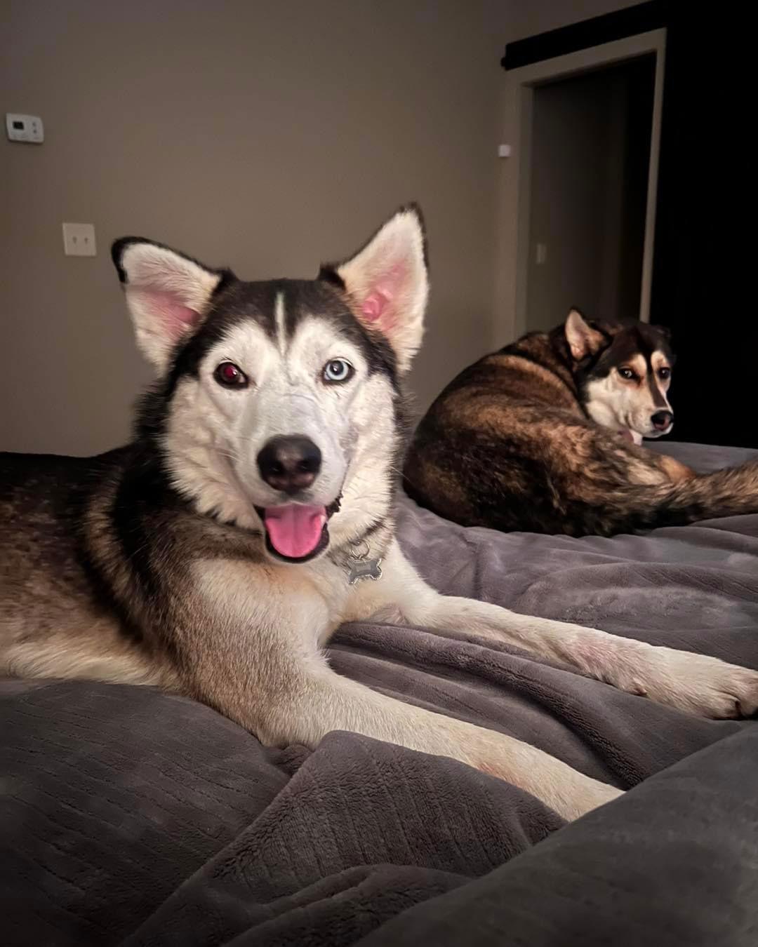 Onyx, Adoptable, Young Male Siberian Husky.