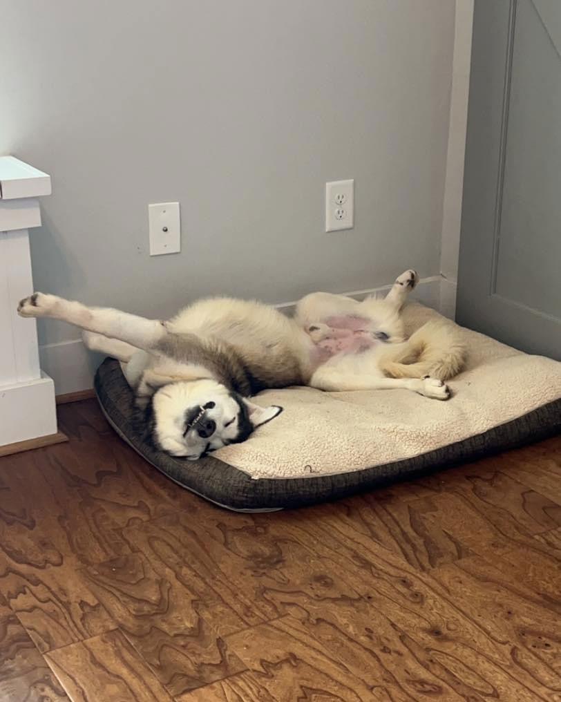 Enlarge Onyx, a Adoptable Siberian Husky in Cumming, GA image 2/3