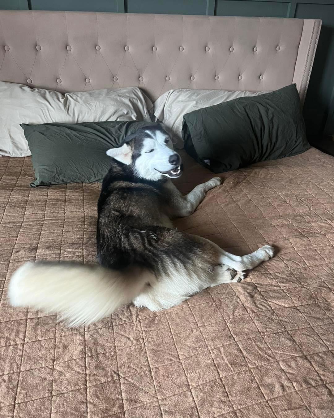 Enlarge Onyx, a Adoptable Siberian Husky in Cumming, GA image 3/3