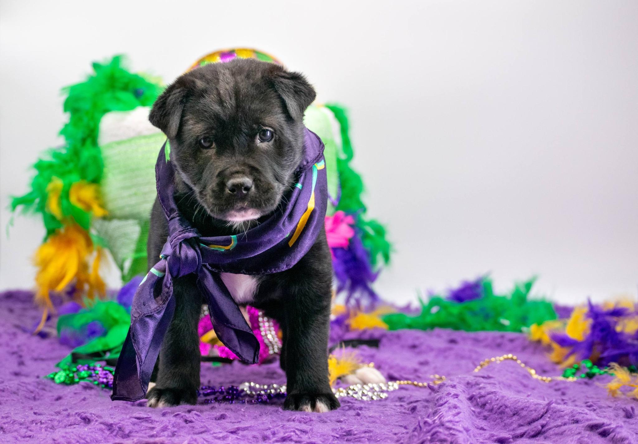 Enlarge Zydeco, a ADOPTABLE Shar-Pei in Sevierville, TN image 3/4
