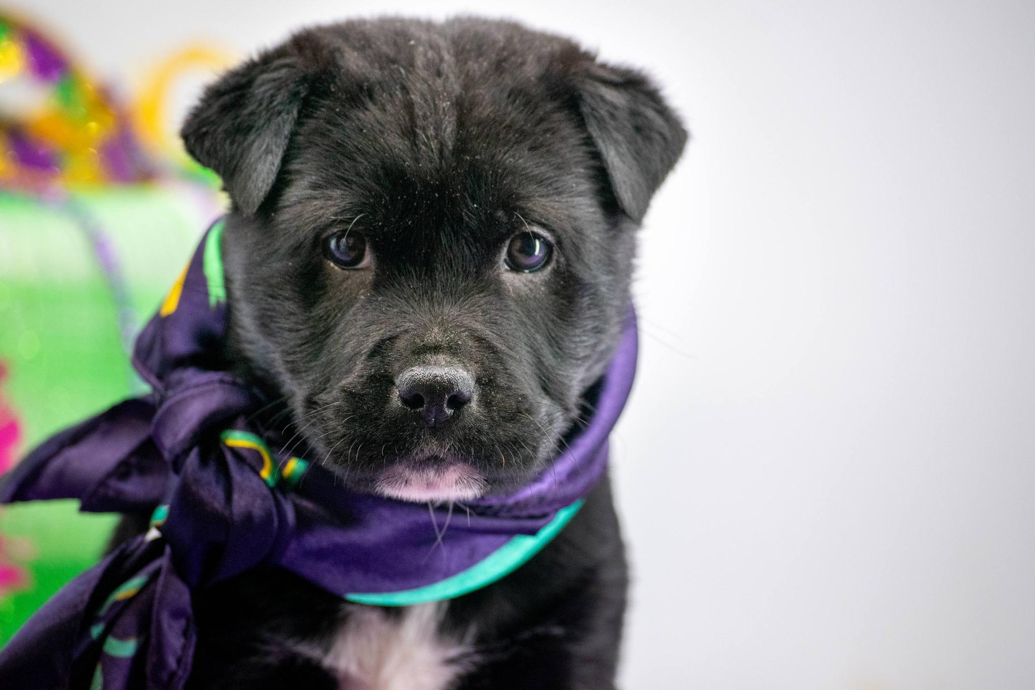 Enlarge Zydeco, a ADOPTABLE Shar-Pei in Sevierville, TN image 2/4