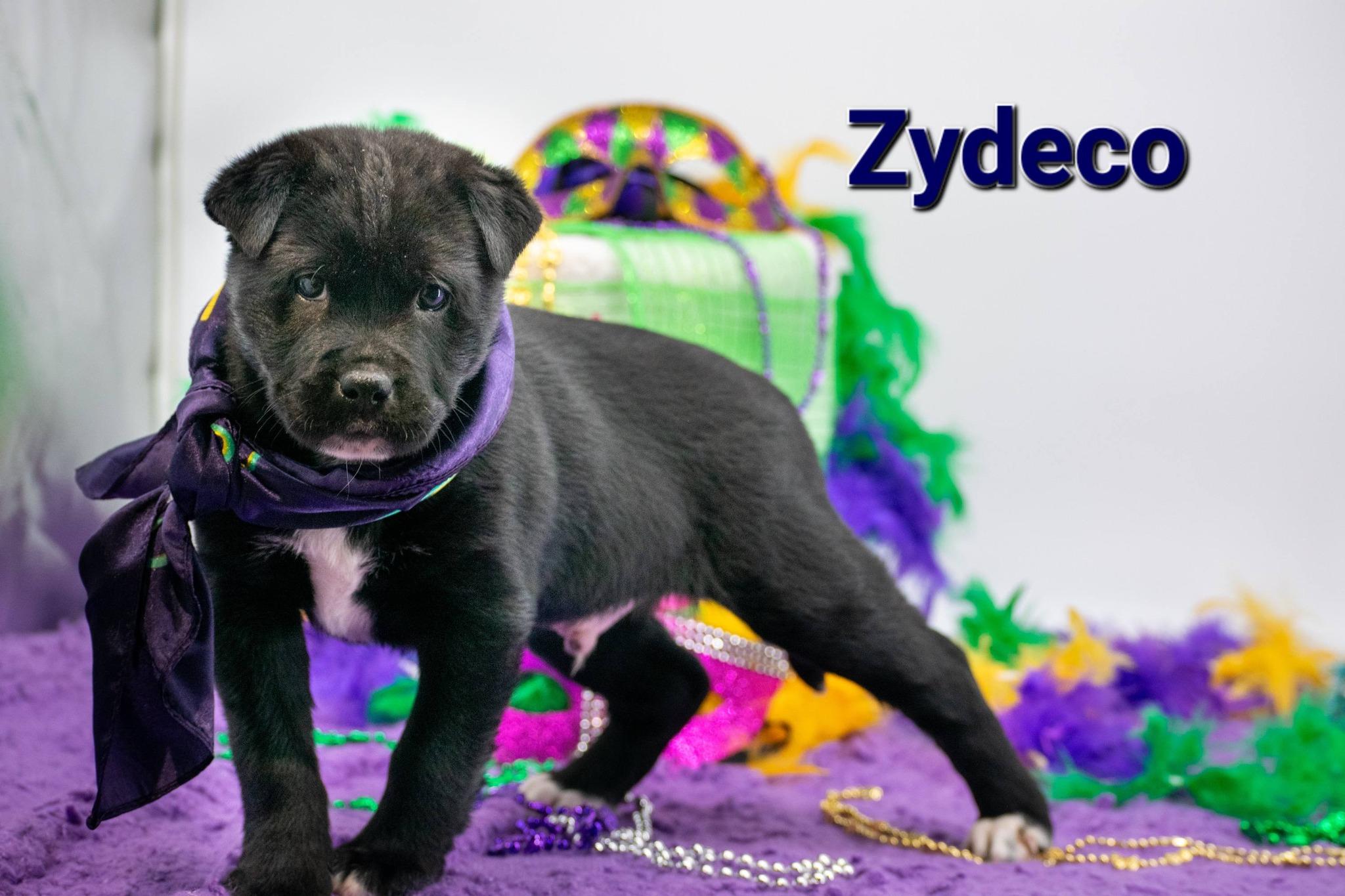 Enlarge Zydeco, a ADOPTABLE Shar-Pei in Sevierville, TN image 1/4