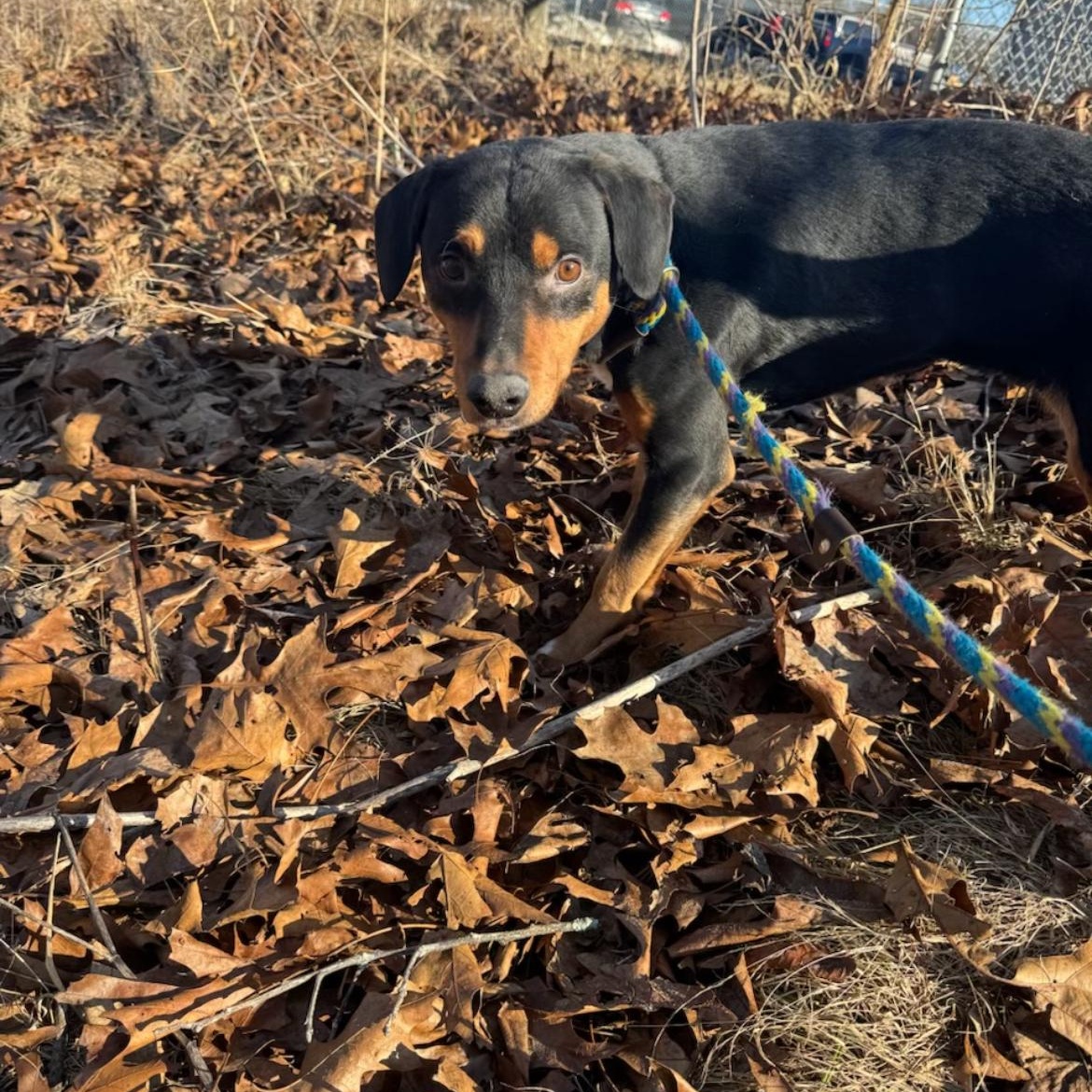 Henry, ADOPTABLE, Adult Male Hound.