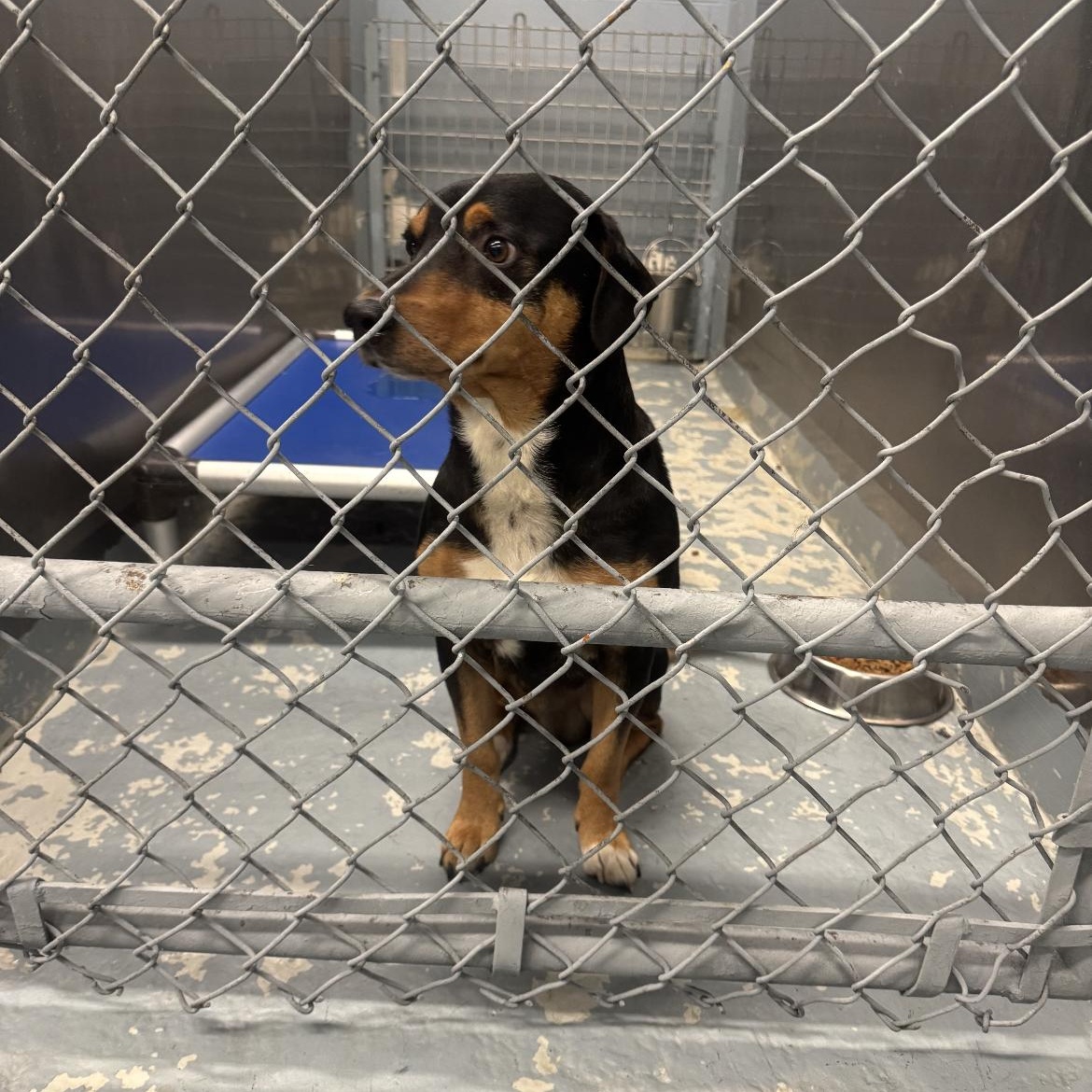 Enlarge Henry, a ADOPTABLE mixed breed in Crofton, MD image 3/3