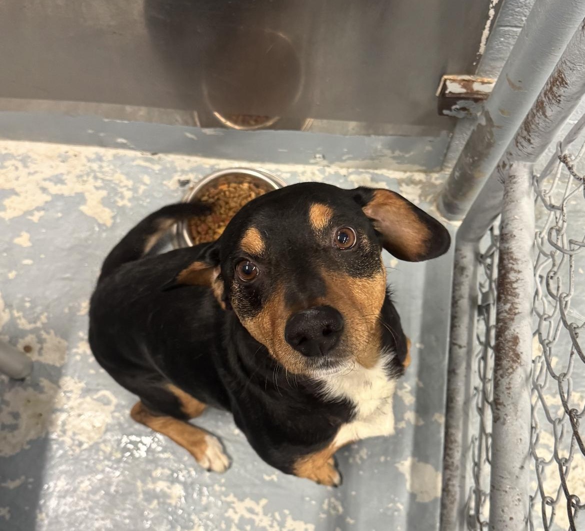 Enlarge Henry, a ADOPTABLE mixed breed in Crofton, MD image 2/3