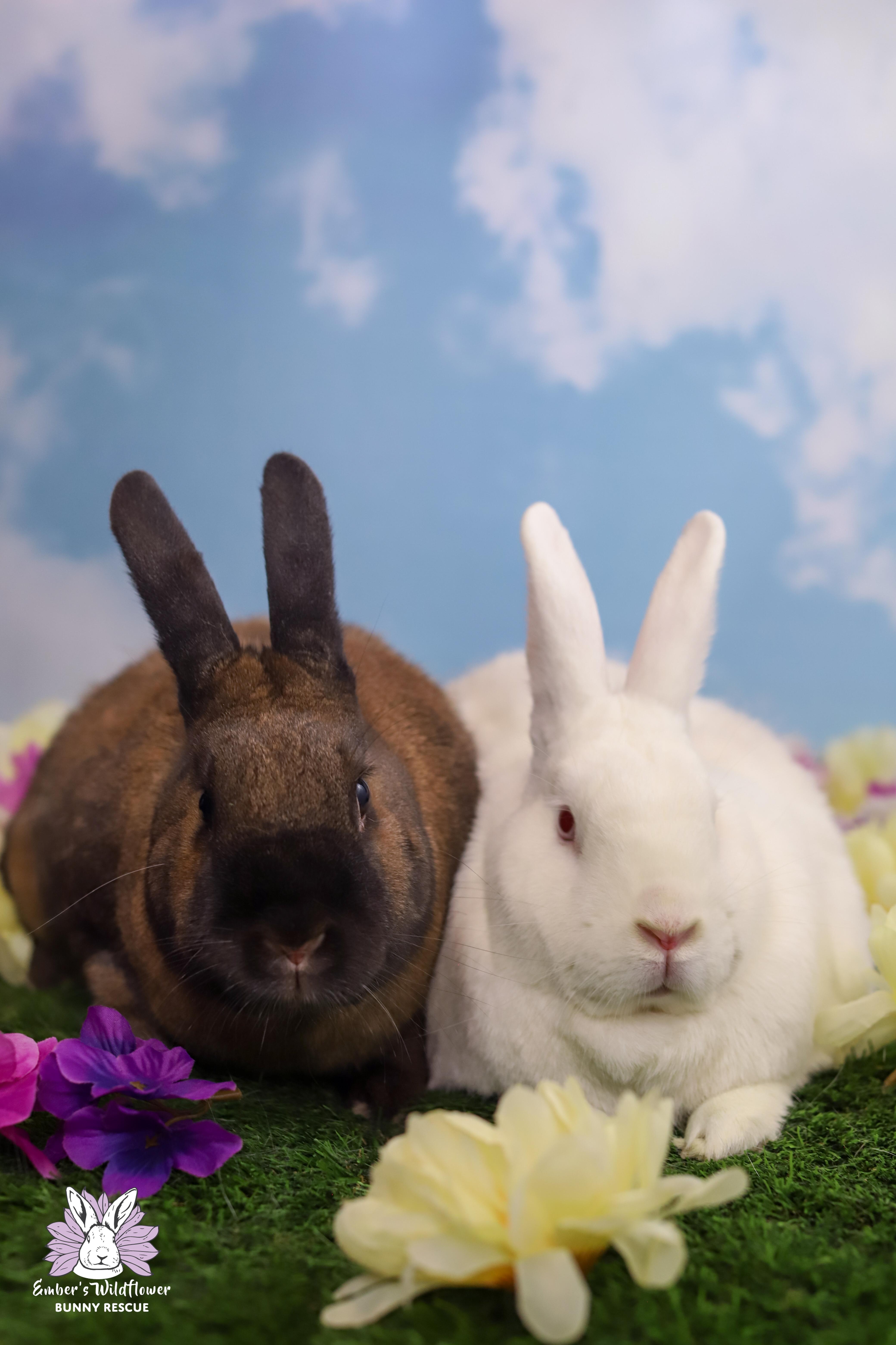 Enlarge Nash & Ernest, a Adoptable mixed breed in Redmond, OR image 2/2
