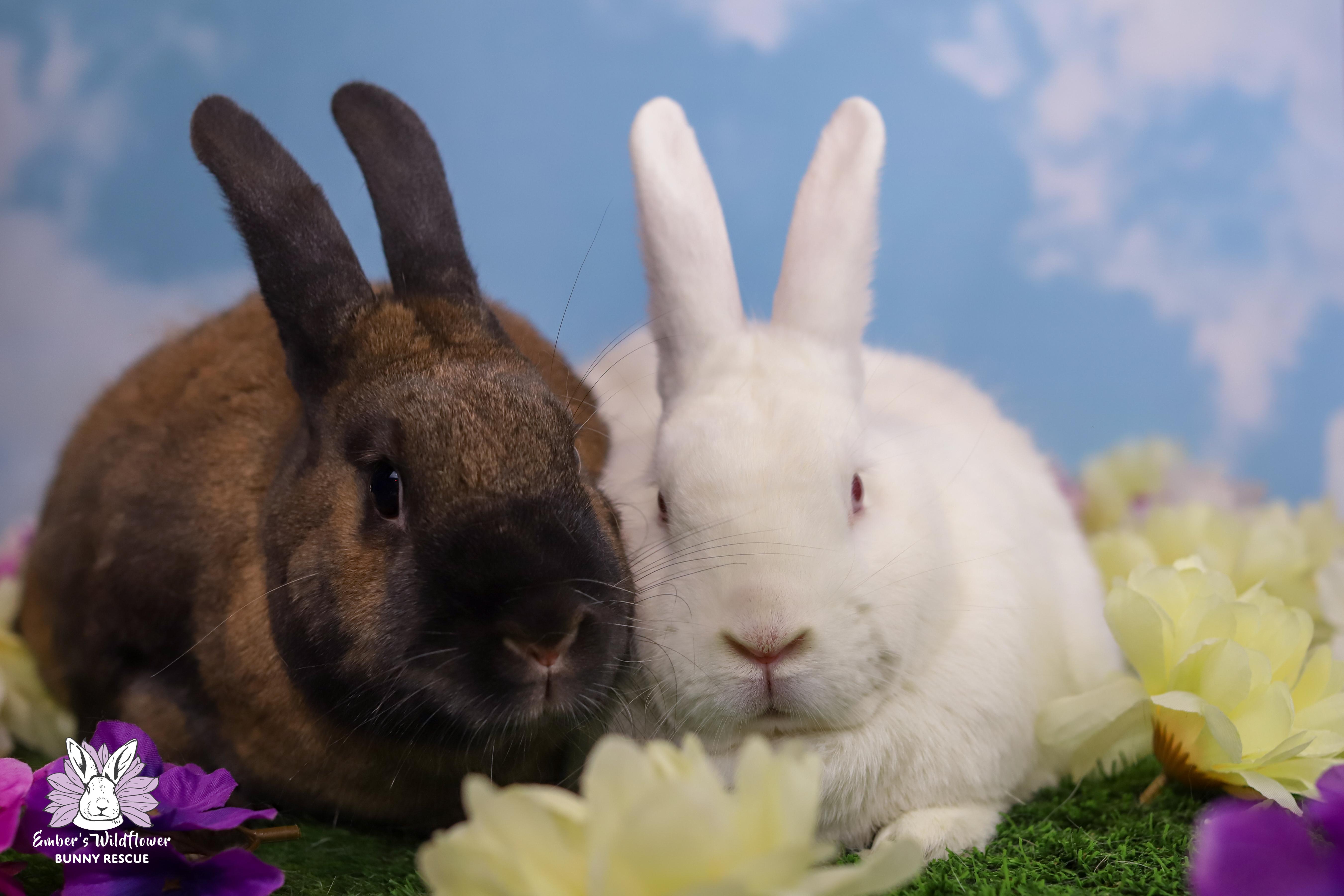 Enlarge Nash & Ernest, a Adoptable mixed breed in Redmond, OR image 1/2