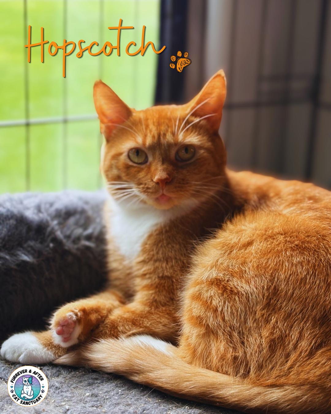 Hopscotch, ADOPTABLE, Adult Female Domestic Short Hair.