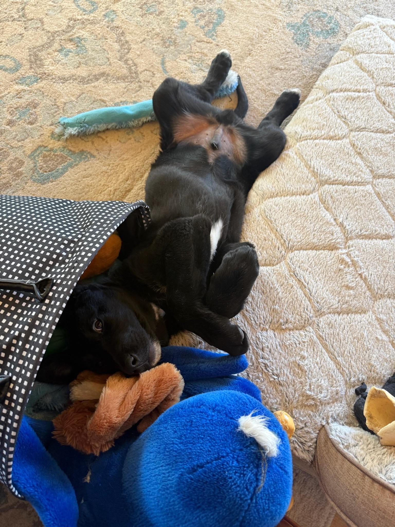 Enlarge Rico, an adopted mixed breed in Durango, CO image 2/6