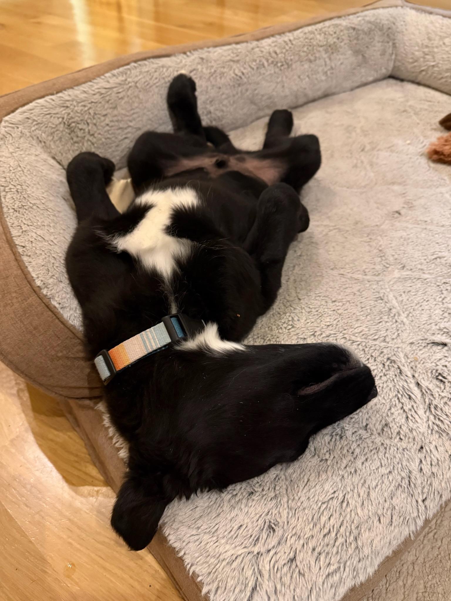 Enlarge Rico, an adopted mixed breed in Durango, CO image 6/6