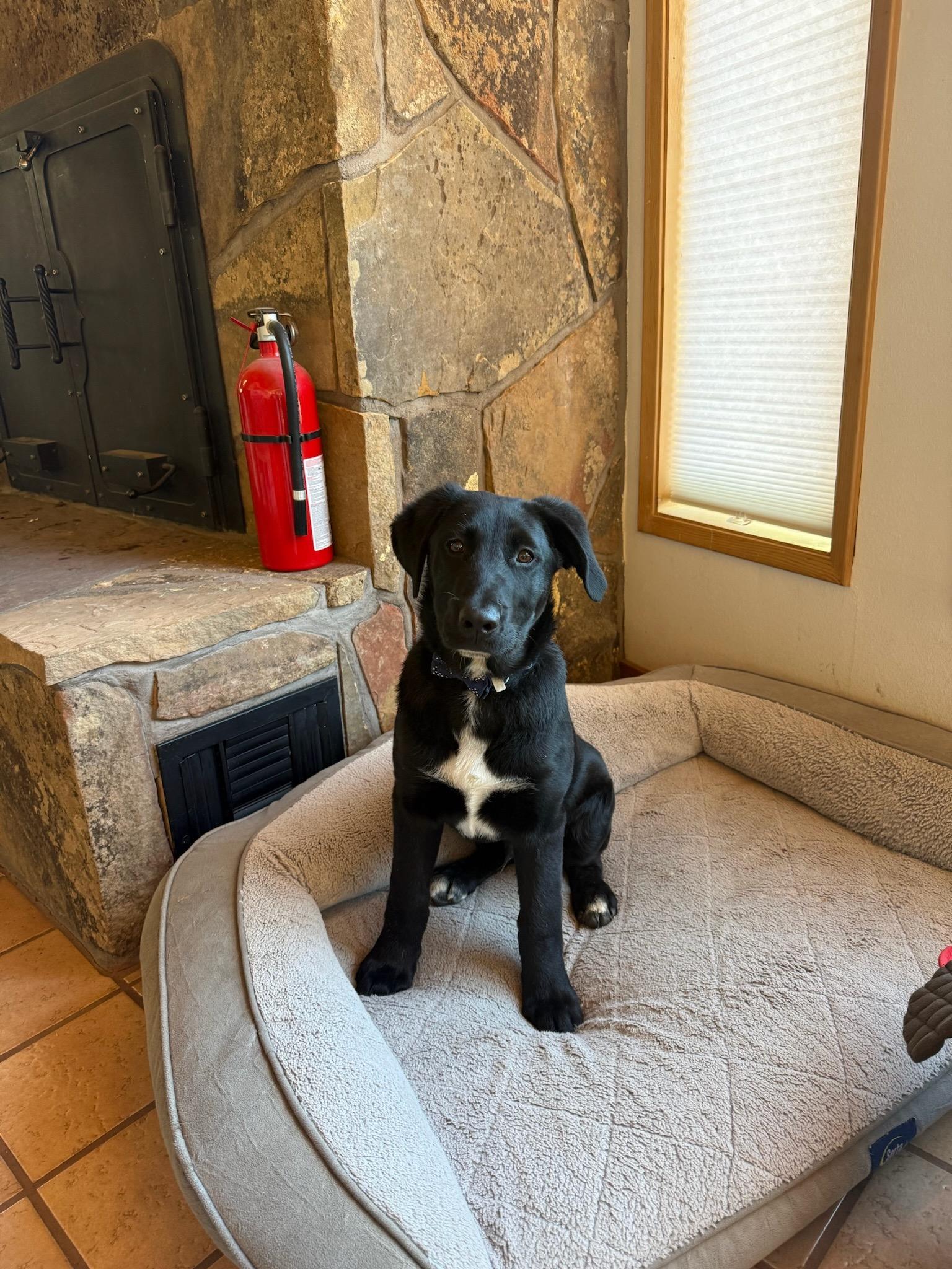 Enlarge Rico, an adopted mixed breed in Durango, CO image 4/6