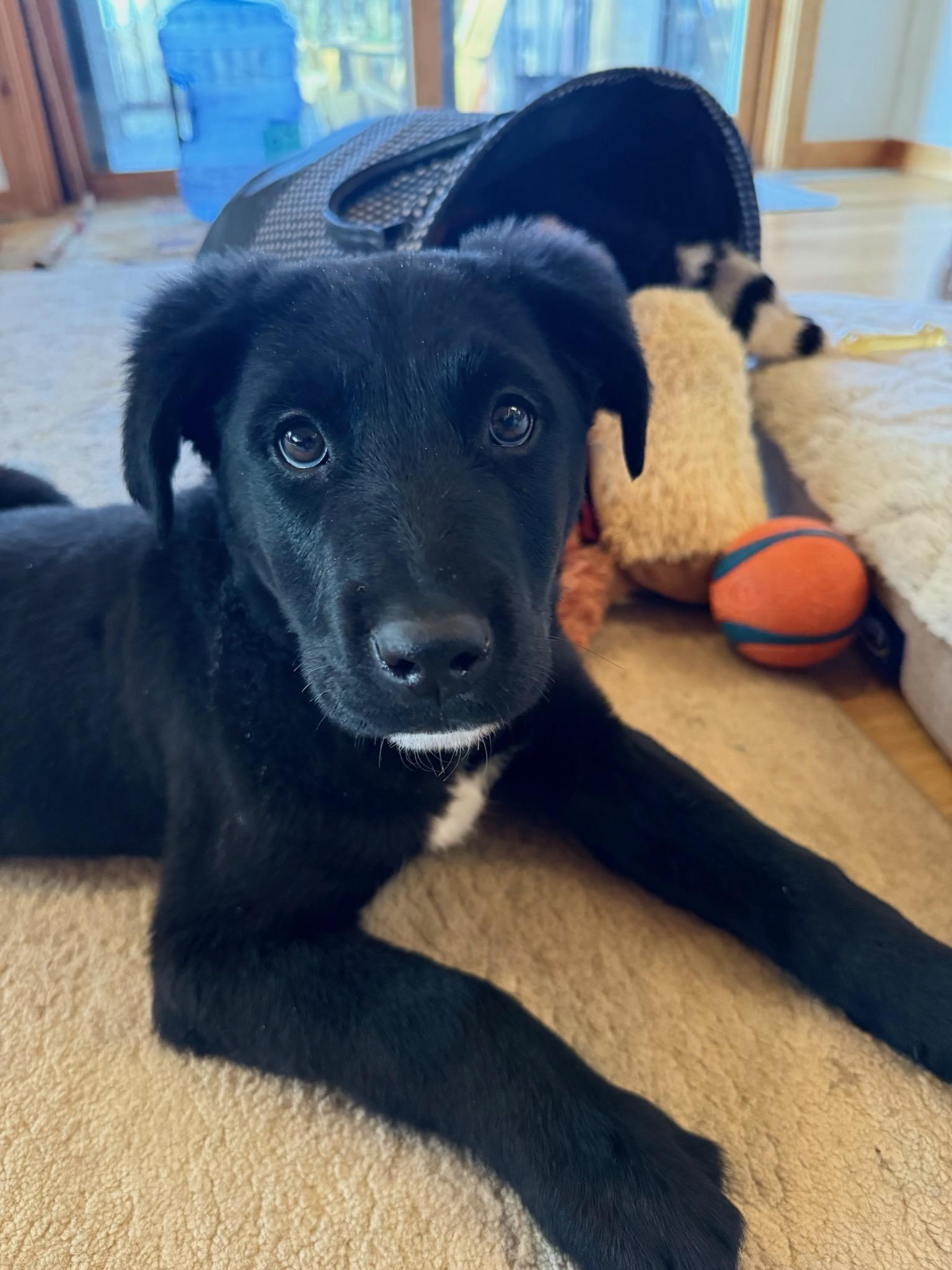 Enlarge Rico, an adopted mixed breed in Durango, CO image 1/6