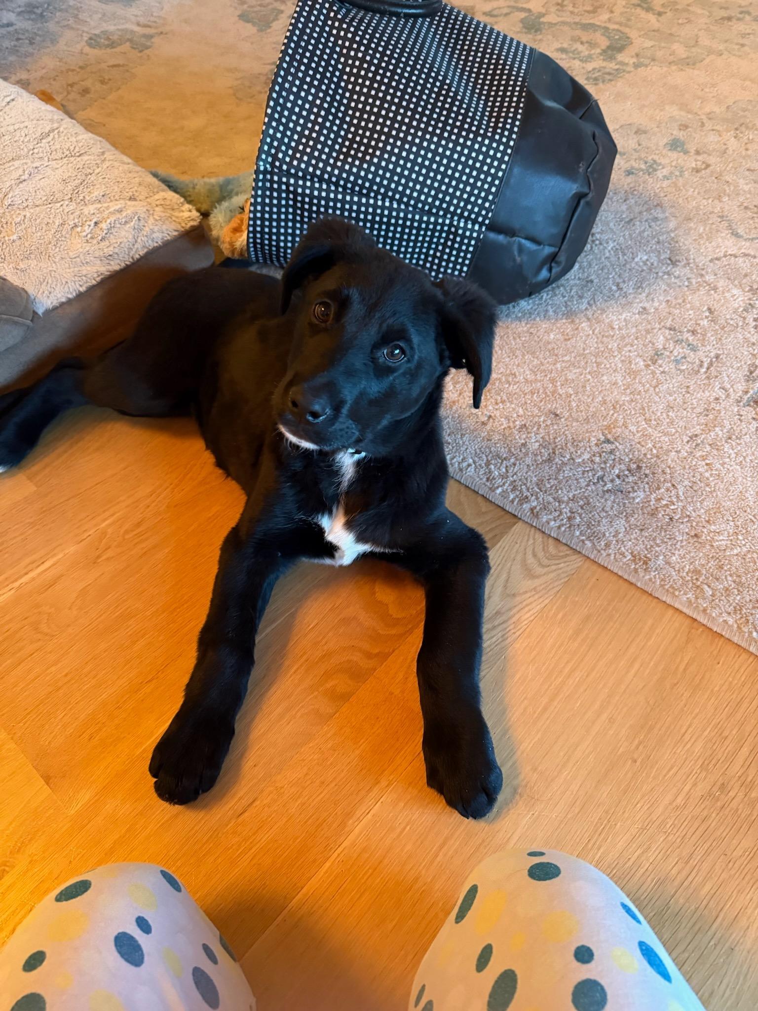 Enlarge Rico, an adopted mixed breed in Durango, CO image 5/6